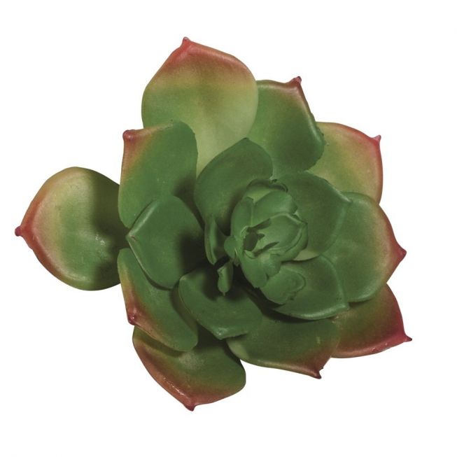 Echeveria mørk